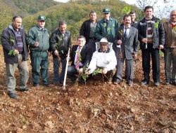 Arıların Daha Çok Bal Yapması İçin Köylere Ihlamur, Akasya Ve Akçaağaç Dikimi Yapılıyor