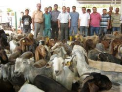 Şamil Keçilerden Yılda 3 Yavru Alınacak