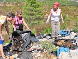 Hayvanseverler, Köpek Ölümlerini Başbakanlık'a Şikayet Edecek