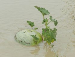 Sel, Bafra Ovası’nı Da Vurdu, Ekili Sebze Alanlarındaki Zarar Giderek Büyüyor