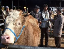 Kurbanlık Pazarları Hareketlendi Ancak Satışlar Düşük