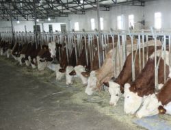 Kars’ta Hayvancılık Bilimsel Metodlar Kullanılarak Geliştirilecek