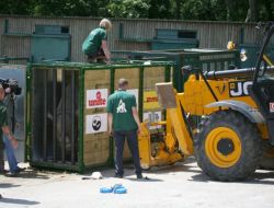 Gergedanlar, 10 Saatlik Uçak Yolculuğu İle Doğal Yaşama Kavuştu