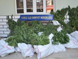 Suruç'ta 3 Bin Kök Hint Keneviri Ele Geçirildi