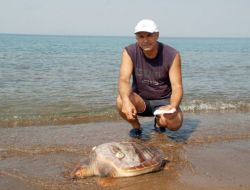 Yumurtalamak İçin Dikili'yi Seçen Caretta Caretta Ağlara Takılarak Öldü