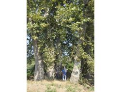 Asırlık Çınarlar Koruma Bekliyor