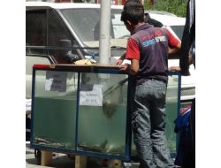 Sırt Üstü Yüzen Alabalıkları Görenler Dönüp Bir Daha Baktı