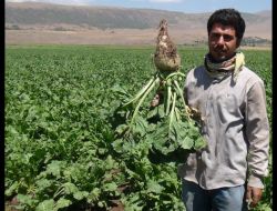 Bitlis’teki Şeker Pancarı Üreticileri Bu Yılki Mahsulden Memnun