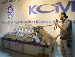 'Hassas Burun'lara Soğan Bile Engel Olamadı