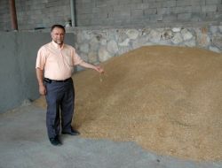 Suşehri'ne Uygun Buğday Çeşitleri Tespit Edildi