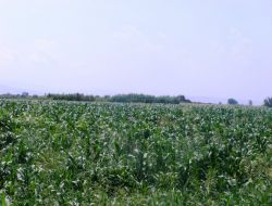 Söke'nin Kisir Köyü Sölajlık Mısır Taleplerine Yetişemiyor