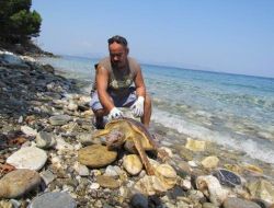 Kuşadası’nda 3 Gün İçerisinde 2 Yetişkin Caretta Ölü Bulundu