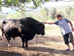 Ege Bölgesi Boğa Güreşlerine Hazırlanıyor