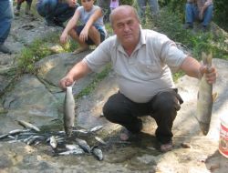 Akmeşe Deresi'nde Toplu Balık Ölümü