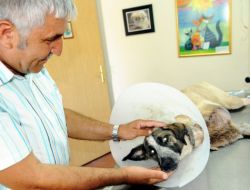 Komşusunun Vurduğu Köpeğin Ameliyatında Gözyaşı Döktü