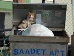 Kedinin Saadet Apartmanı