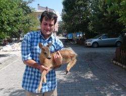 Köylülerin Köpeklerden Kurtardığı Karaca İlgi Odağı Oldu