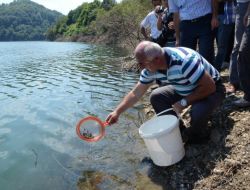 Ulutan Barajı'na 100 Bin Adet Abant Göl Alası Alabalık Salındı