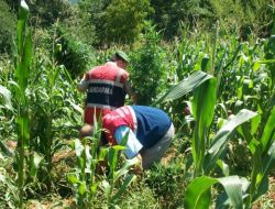 Esrar Bitkilerini Tarlada Mısır Ve Fasulye İçine Ektiler