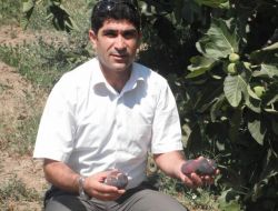 Bursa Siyahı İncirinde Zamansız İhracat Zararı