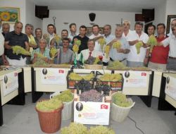 Ege Bölgesi’nin 2012 Yılı Üzüm Rekoltesi 247 Bin 500 Ton