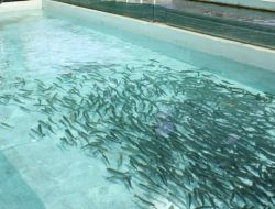 Erzincan’da Alabalık Üretimi Gelişmeye Devam Ediyor