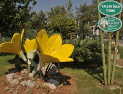 'Göçgöç' Çiçeği Muğla Parklarında