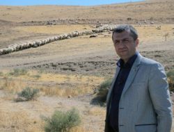 Anaç Koyun Destekleri İçin Başvuru 1 Eylül'de Başlıyor