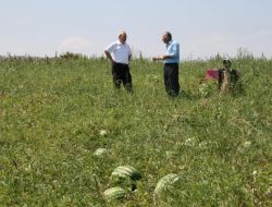 Vezirköprü’de Karpuz Yetiştiriciliği Arttı