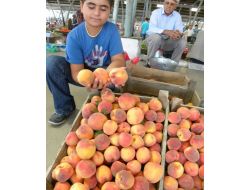 Develi’de Organik Sebze Ve Meyve Pazarı Kuruldu