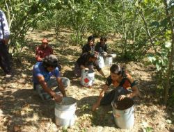 Fındık İşçileri, Bayrama Bahçede Girdi