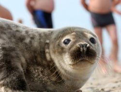 Bir “badem” Vakası Da Rusya’da: Yalnız Fok Plajı Mesken Tuttu