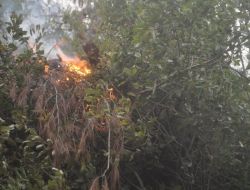 180 HEKTARLIK ORMAN YANDI!