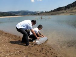 Göletlere 36 Bin Adet Sazan Yavrusu Bırakıldı