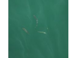 Samsun'da Göletlere 37 Bin Adet Yavru Balık Bırakıldı