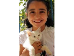 750 Kilometre Uzakta Yaralı Bulunan Van Kedisine Vatandaşlar Sahip Çıktı