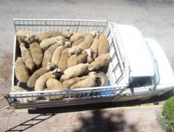 Hayvan Hırsızları Yakalandı