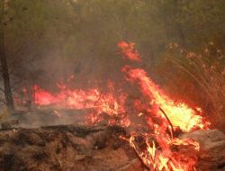 Sumbas’ta Orman Yangını