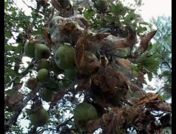 Selden Sonra Samsun Çiftçisini Bir De Tırtıl Vurdu