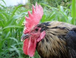 30 Saniye Ötebilen Denizli Horozu 700 Liradan Alıcı Buluyor