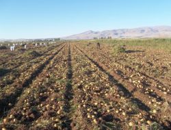 Niğdeli Çiftçiler Patates Fiyatların Düşük Olmasından Şikayetçi