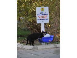 Sokak Hayvanlarına Otomatik Suluk