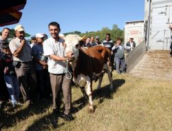 Elmaçık Köyünde 180 Baş Damızlık Hayvan Dağıtıldı