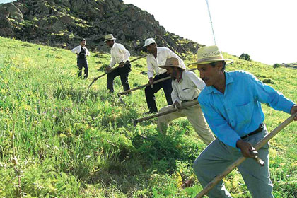 Patronlar çiftçi oldu!..