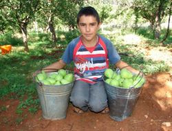 Santa Maria Armudu 3 Yıldır Sezonu Bir Liradan Açıyor