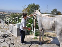 Yolda Yaralı Bulunan At Tedavi Ediliyor