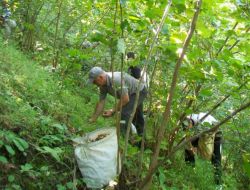 Chp Vakfıkebir İlçe Örgütü Üyeleri, Fındık Topladı