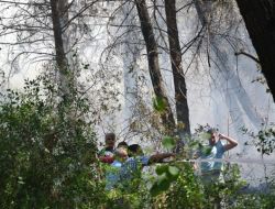 Orman Yangını: 5 Hektarlık Alan Yandı!