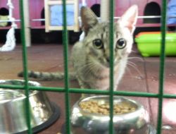 Kedi Beslenme Ünitesi Açıldı