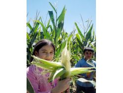 Elbistan Çiftçisi Mısırı Sevdi